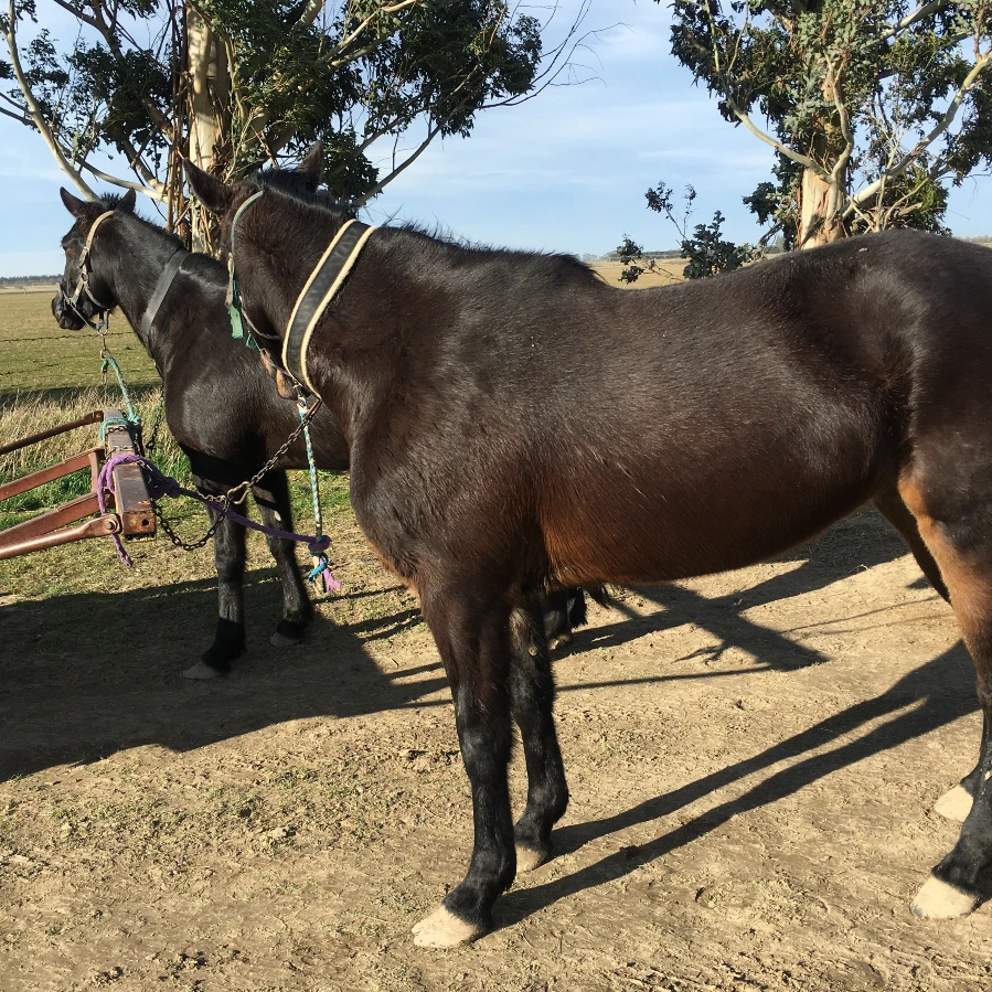 Jogging Standardbreds