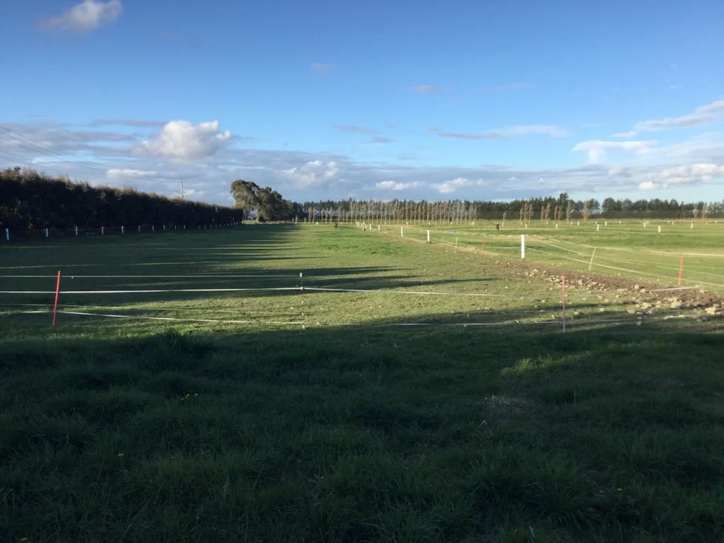 Horse grazing paddock Canterbury